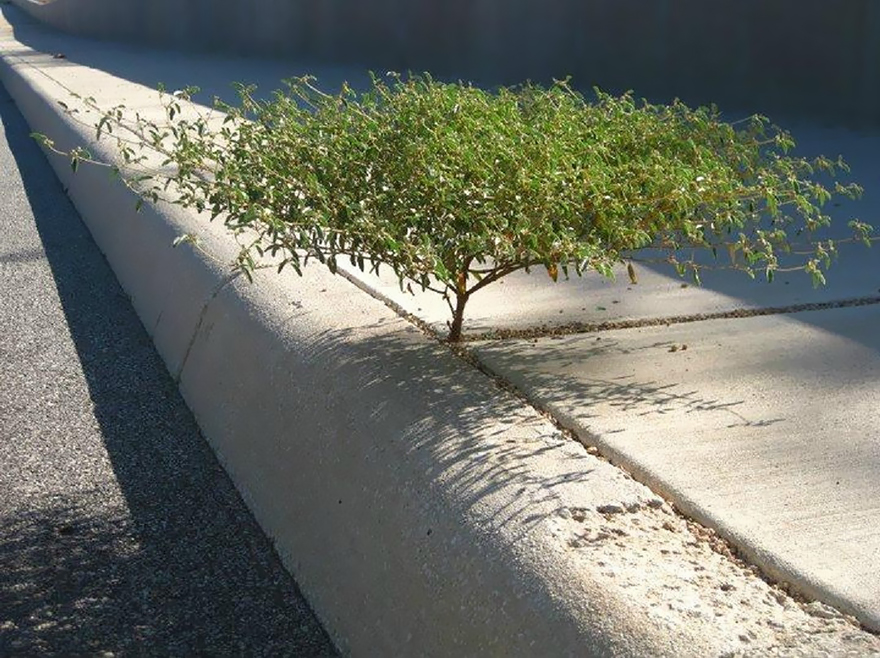 flower-tree-growing-concrete-pavement-112
