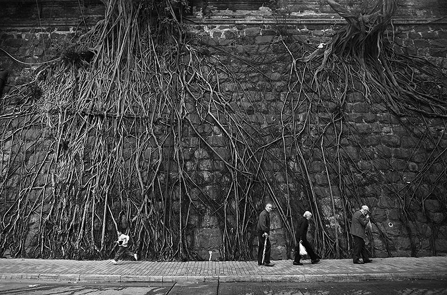 flower-tree-growing-concrete-pavement-39 flower-tree-growing-concrete-pavement-39