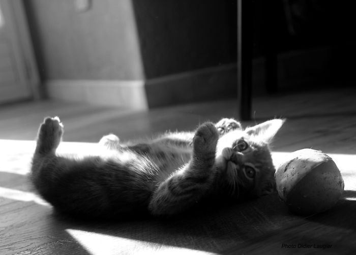 My Cat "chipie" N°1