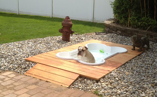 inventions-for-dog-lovers-8 inventions-for-dog-lovers-8