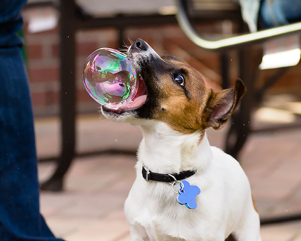 pefectly-timed-dog-photos-27 pefectly-timed-dog-photos-27