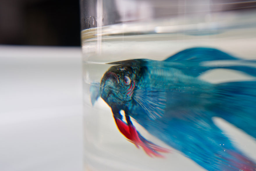 realistic-3d-sea-animals-resin-keng-lye-3 realistic-3d-sea-animals-resin-keng-lye-3