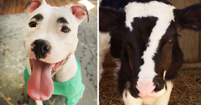 129 Animals With Unusual Fur Markings