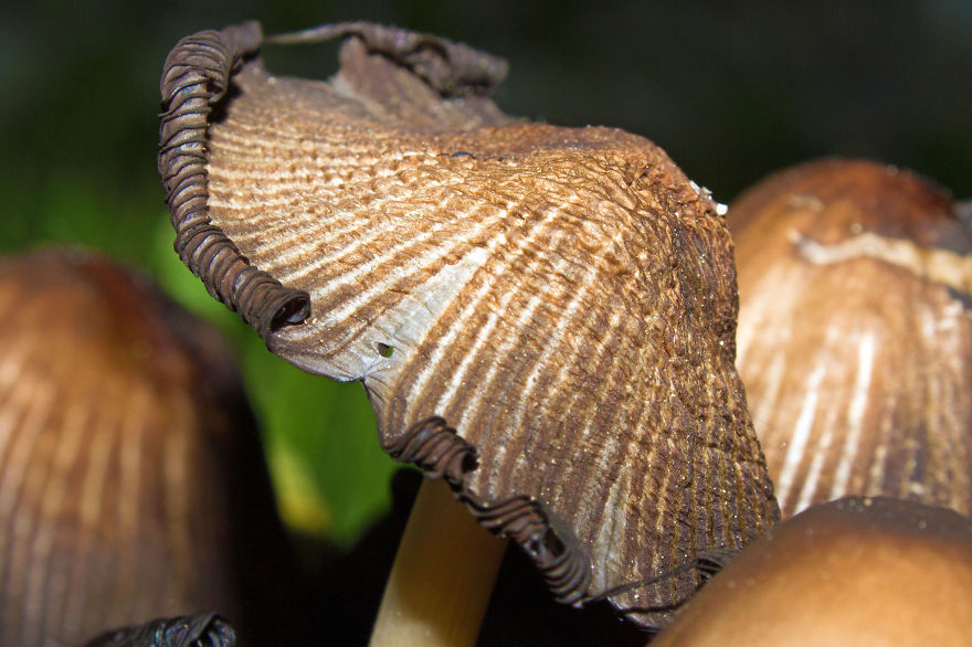 Coprinellus Micaeus