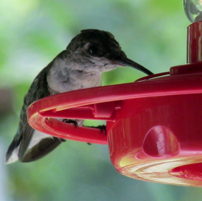 Our Hummer We Enjoyed All Summer..