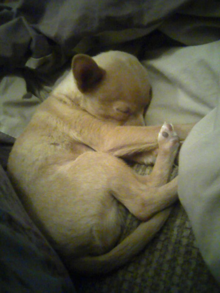 Deitrick- Chia Pom Pup