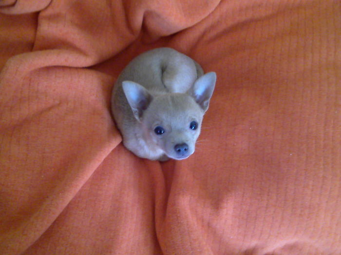 Puppy Looks Like A Cashew