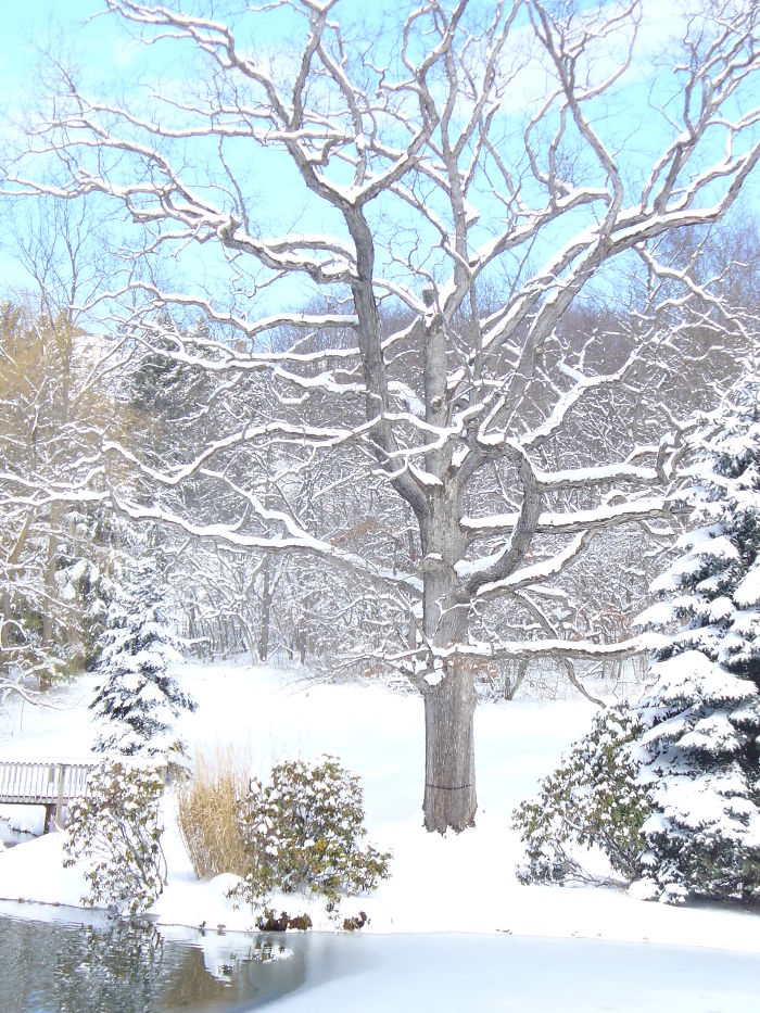 252 Year Old White Oak Tree, Wexford Pennsylvania