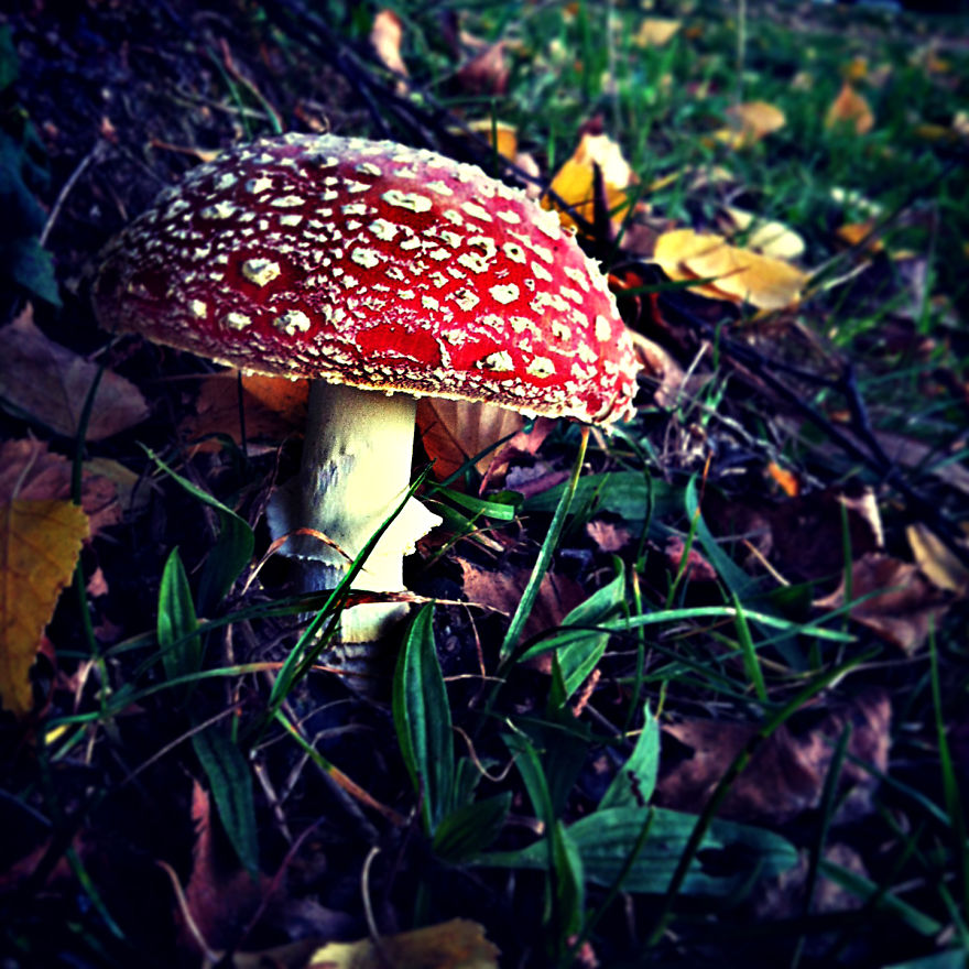 Amanita Muscaria By Roniq Bartanen