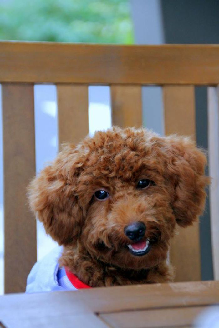 Cookie Bear From Japan