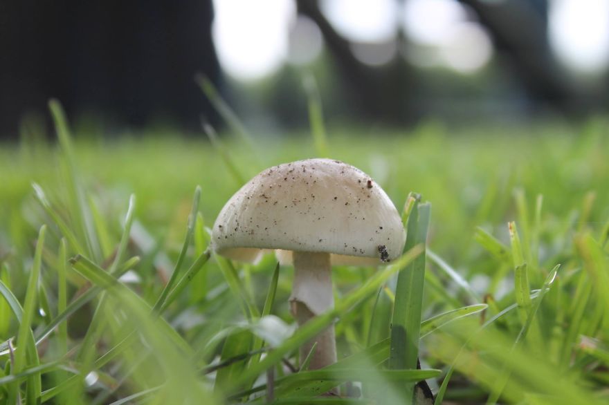 Lone Mushroom