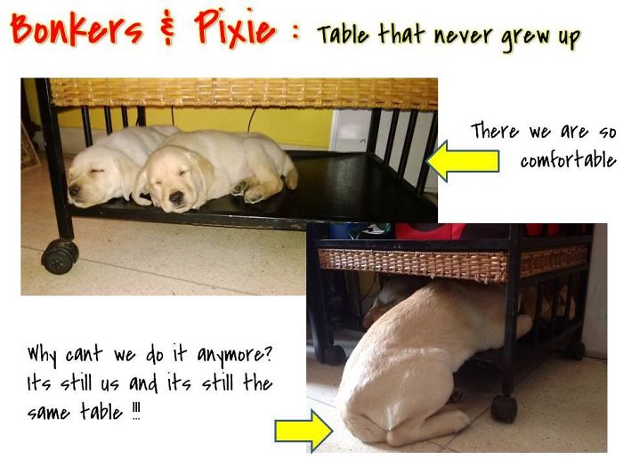 The Table That Never Grew Up