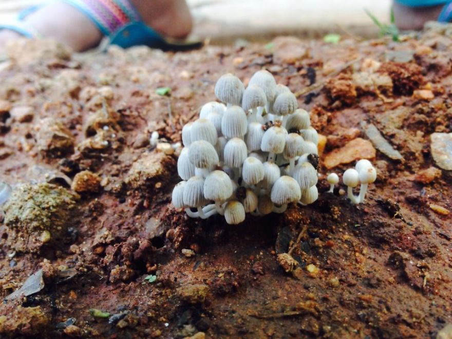 Inverted Chandelier?