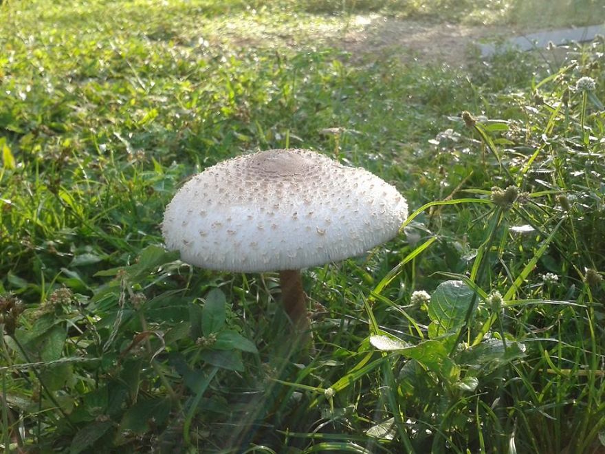 Mushrooms In My Yard In Trinidad