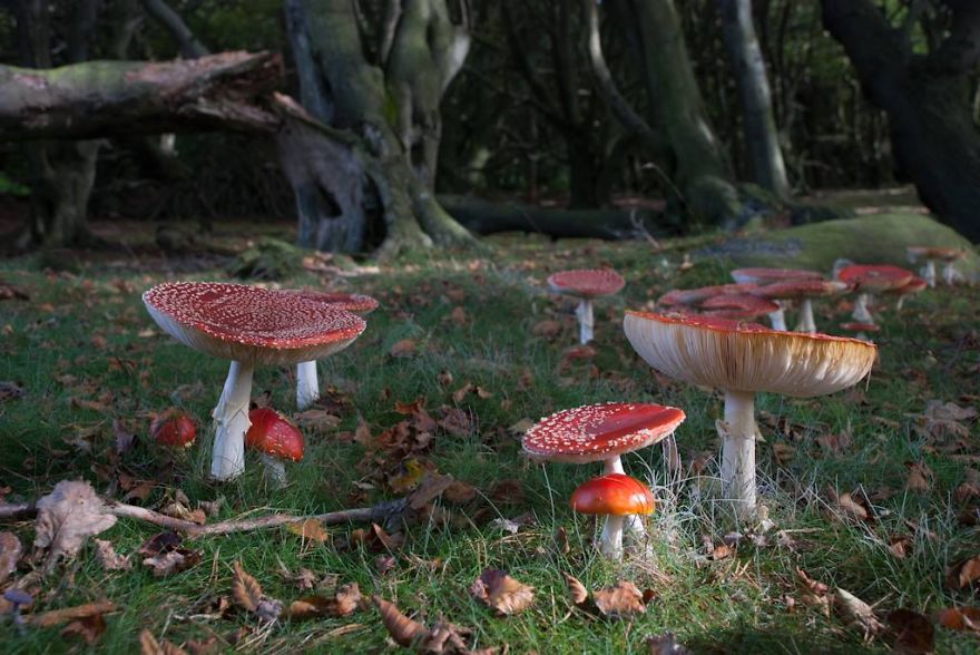 Fly Agaric