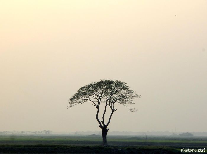 Lonely Tree In A Hawor Area Of Sylhet, Bangladesh