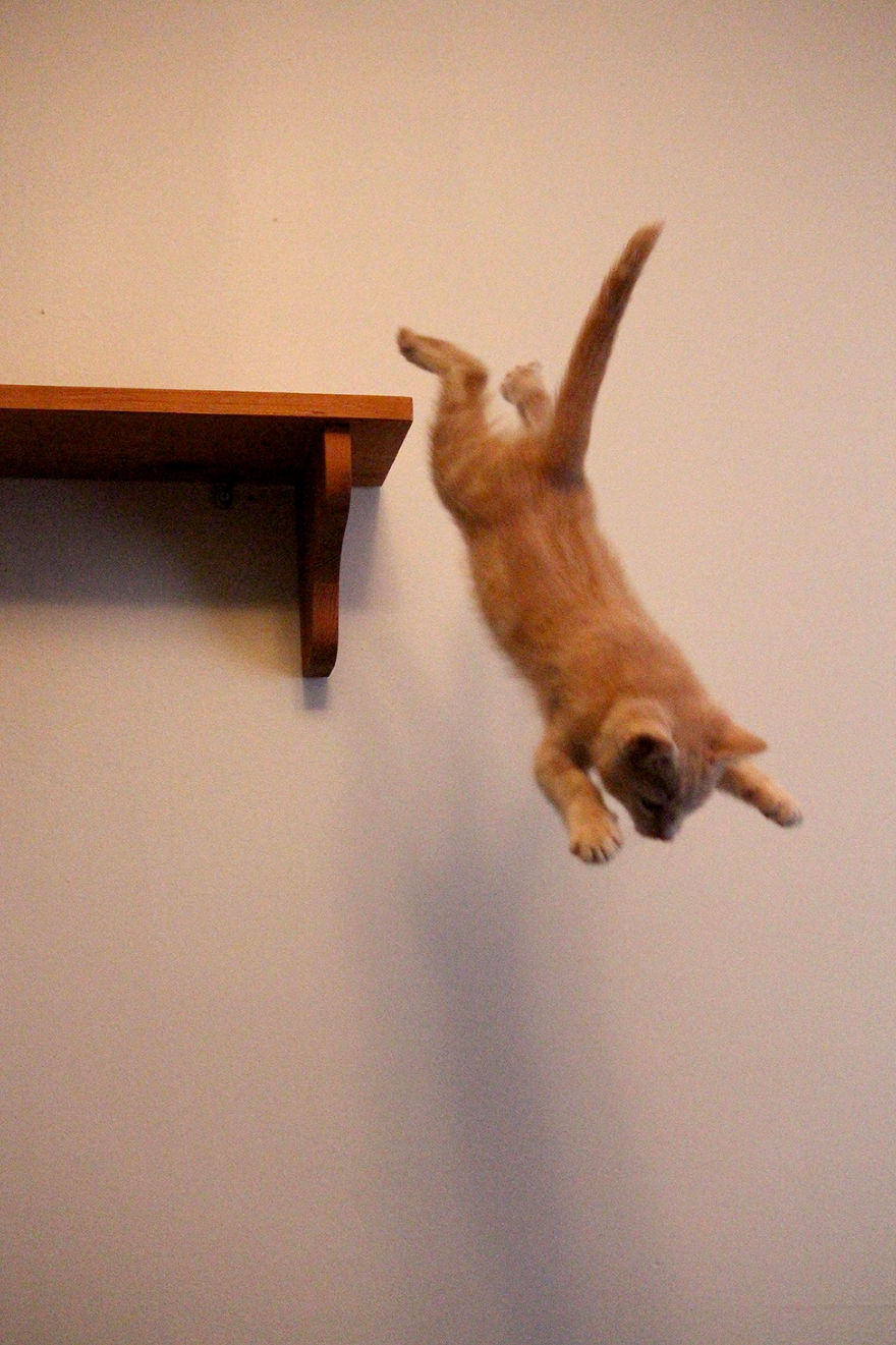 Kitty In Flight