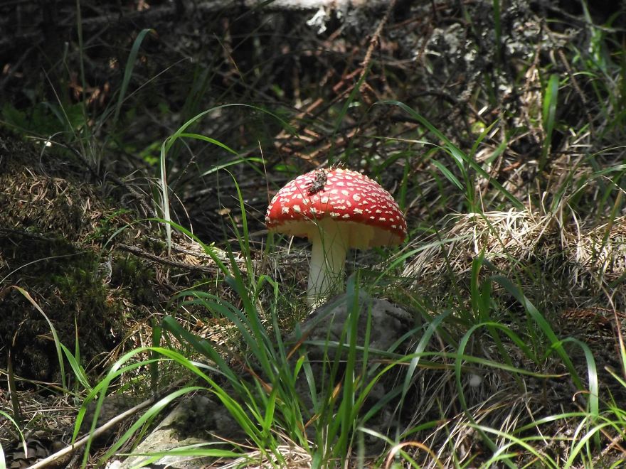 Amanita- Giumalau Mountains