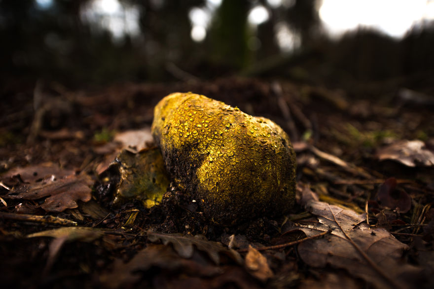 Leopard-spotted Earthball