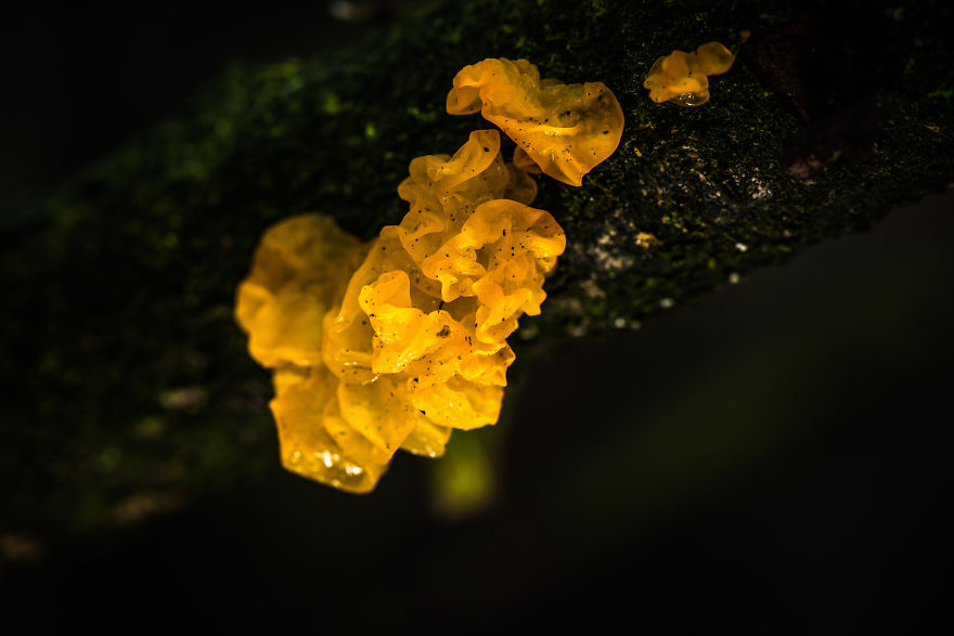 Yellow Brain Fungi
