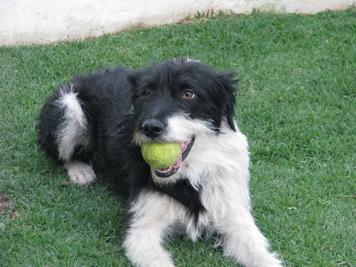 Border Collie X Schnauzer X K9 = Elvis The Ocd Dog