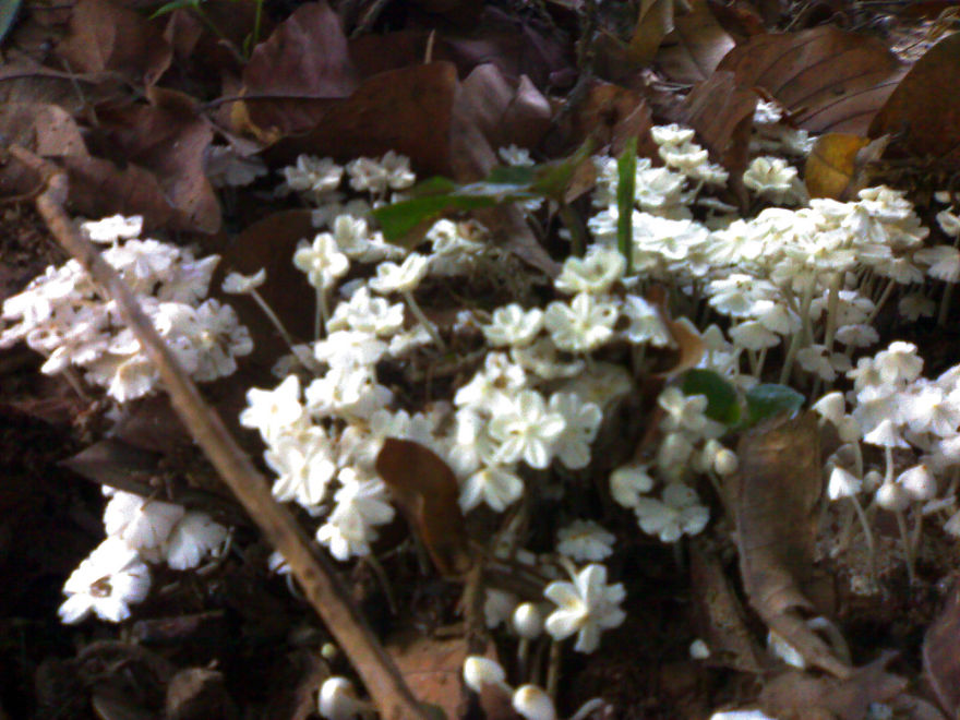 Edible Mushrooms (coorg)