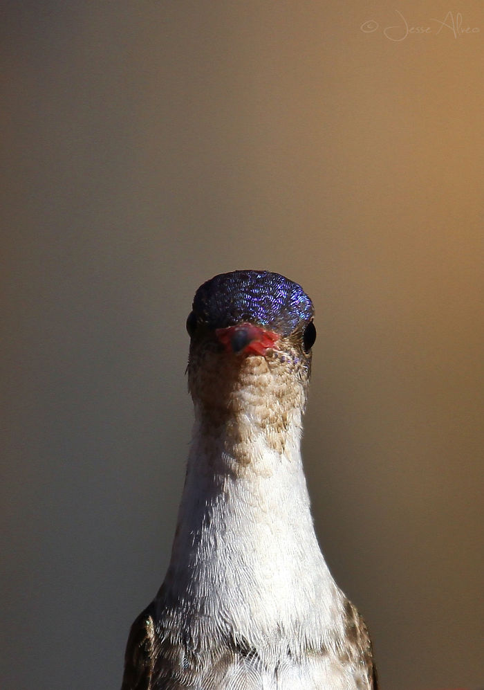 Violet-crowned Hummingbird At Patagonia (az) By Jesse Alveo - Check Out: Birdsonly.tumblr.com