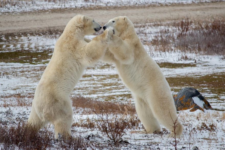 18 Photos That Show Why Bored Polar Bears Are Awesome 18 Photos That Show Why Bored Polar Bears Are Awesome
