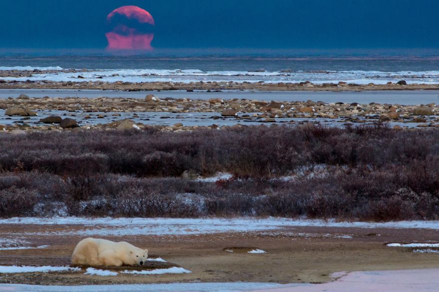 18 Photos That Show Why Bored Polar Bears Are Awesome 18 Photos That Show Why Bored Polar Bears Are Awesome