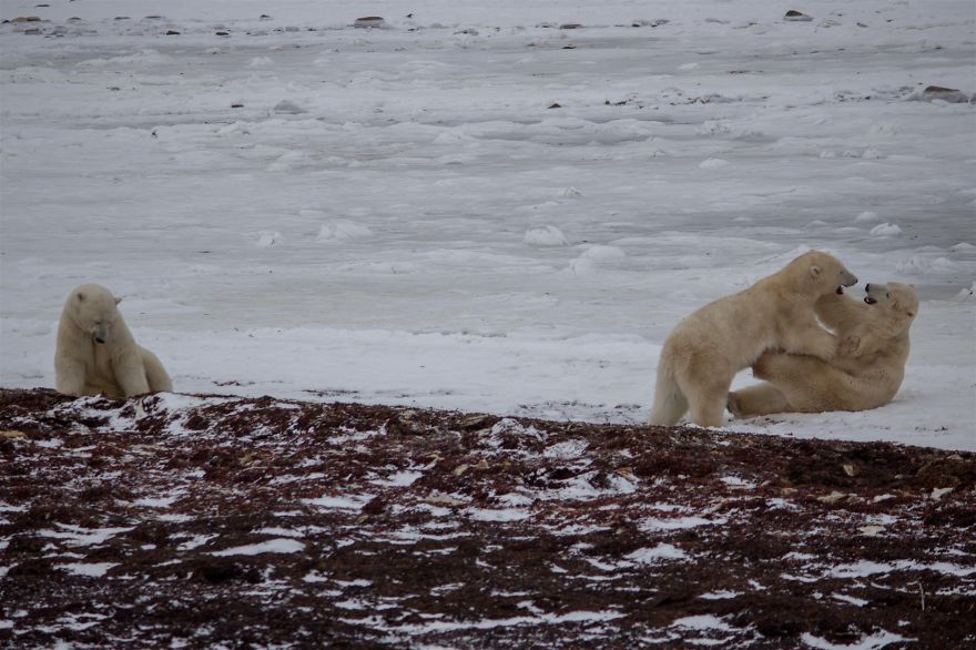18 Photos That Show Why Bored Polar Bears Are Awesome 18 Photos That Show Why Bored Polar Bears Are Awesome