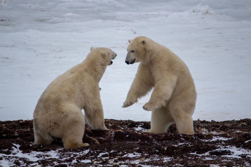 18 Photos That Show Why Bored Polar Bears Are Awesome 18 Photos That Show Why Bored Polar Bears Are Awesome