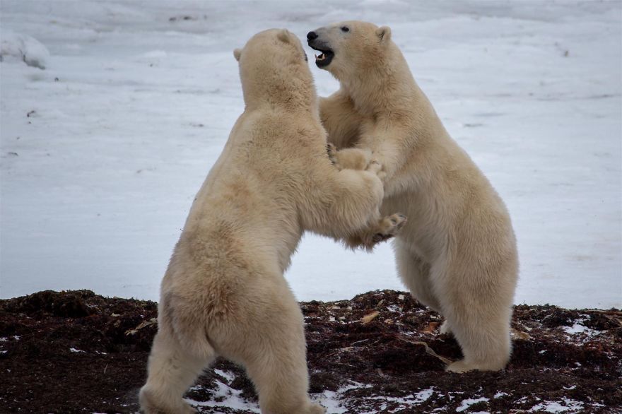 18 Photos That Show Why Bored Polar Bears Are Awesome 18 Photos That Show Why Bored Polar Bears Are Awesome