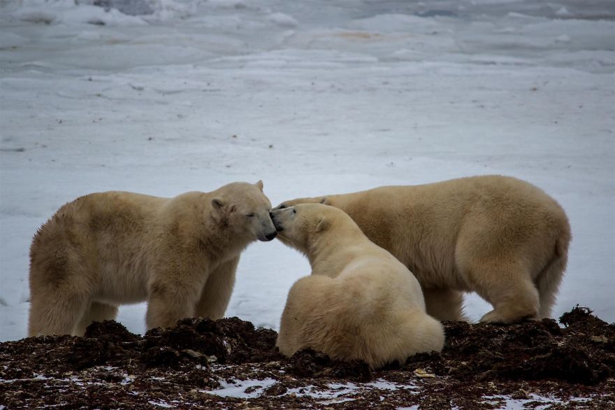 18 Photos That Show Why Bored Polar Bears Are Awesome