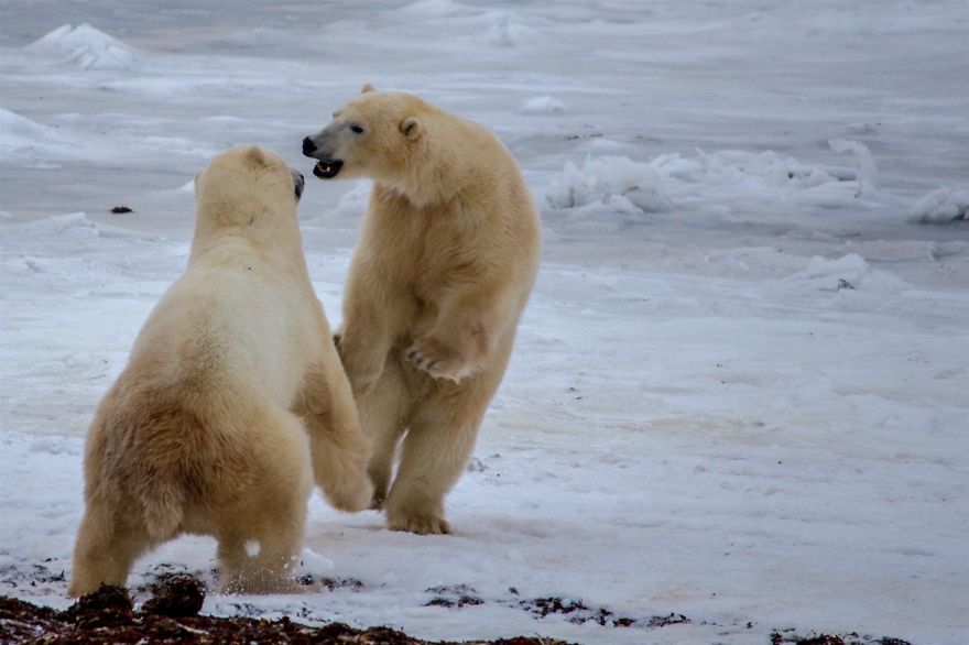18 Photos That Show Why Bored Polar Bears Are Awesome 18 Photos That Show Why Bored Polar Bears Are Awesome