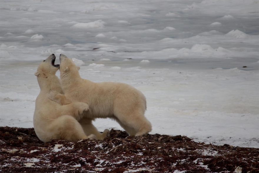 18 Photos That Show Why Bored Polar Bears Are Awesome