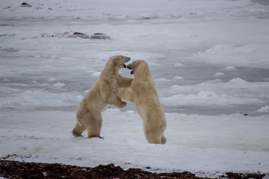 18 Photos That Show Why Bored Polar Bears Are Awesome