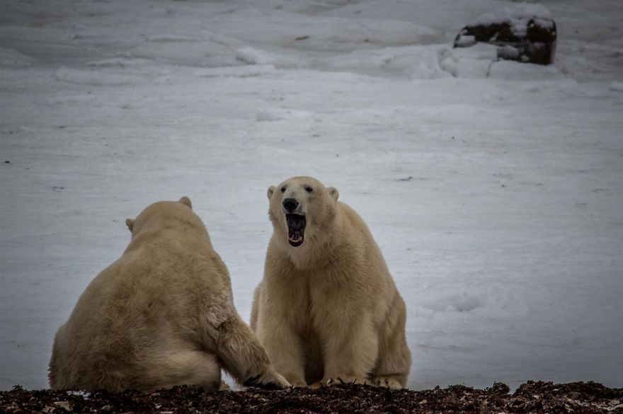 18 Photos That Show Why Bored Polar Bears Are Awesome 18 Photos That Show Why Bored Polar Bears Are Awesome