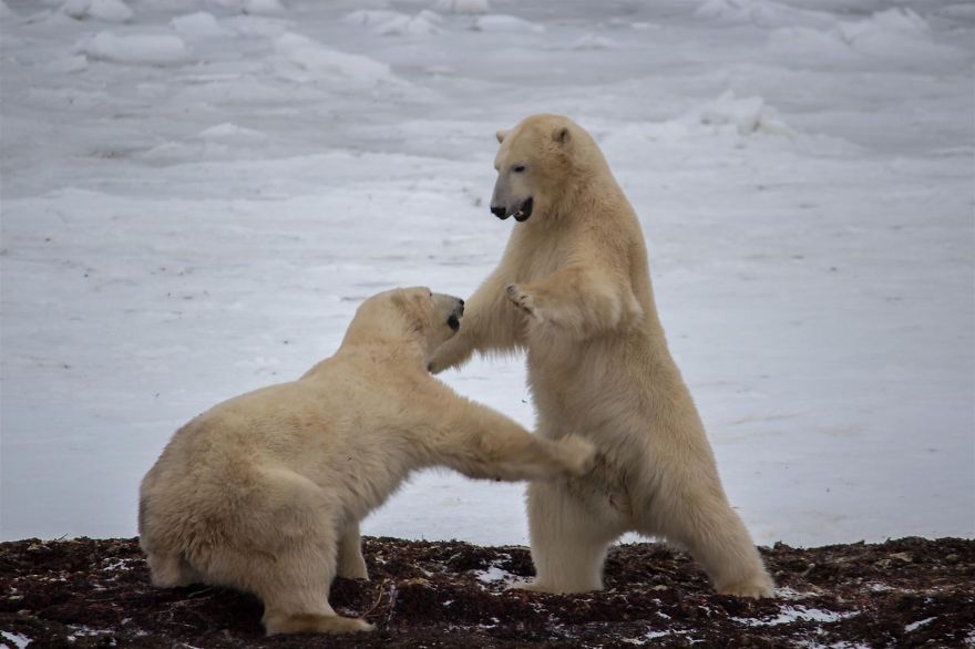 18 Photos That Show Why Bored Polar Bears Are Awesome