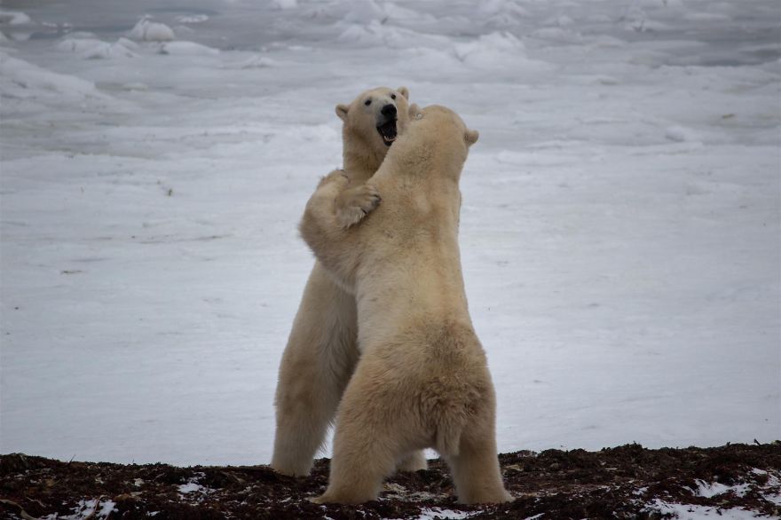18 Photos That Show Why Bored Polar Bears Are Awesome