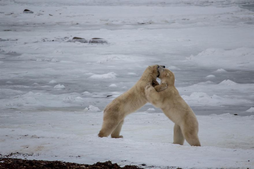18 Photos That Show Why Bored Polar Bears Are Awesome 18 Photos That Show Why Bored Polar Bears Are Awesome