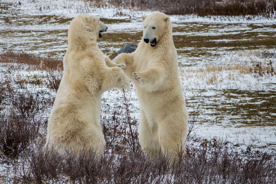18 Photos That Show Why Bored Polar Bears Are Awesome
