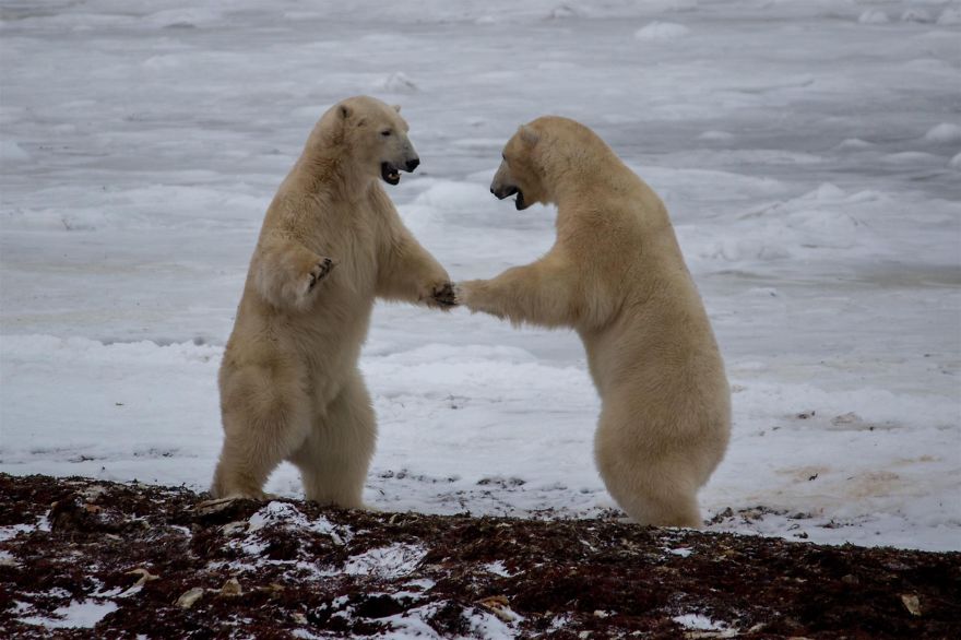 18 Photos That Show Why Bored Polar Bears Are Awesome