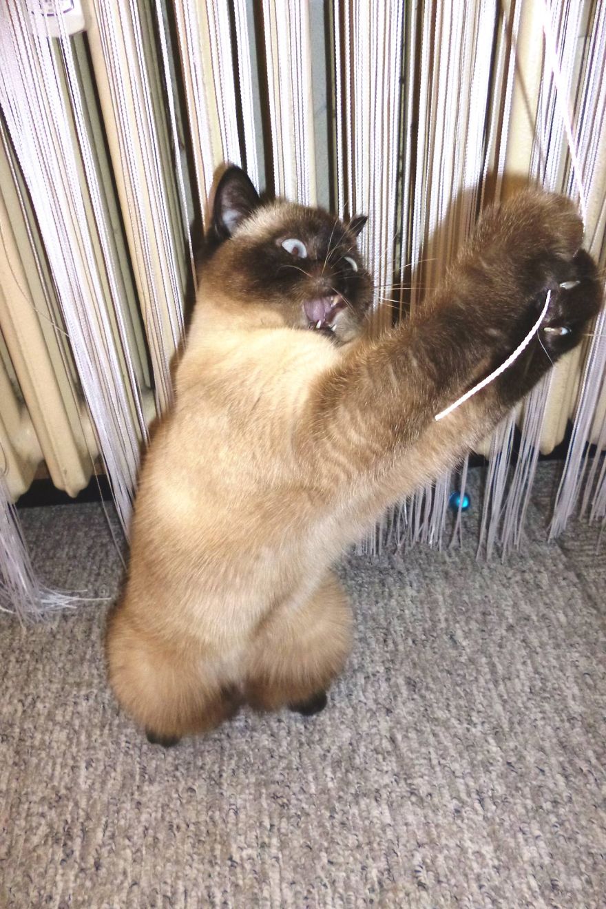 My Little Britsh Ninja !