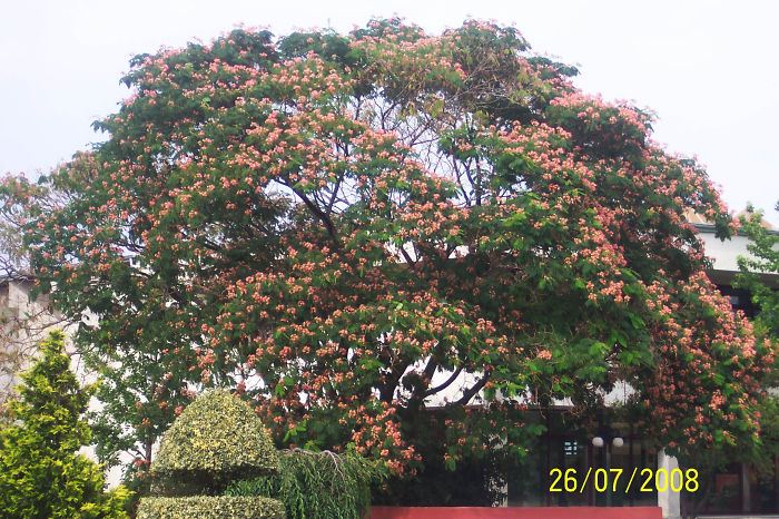 Silk Tree - Karadeniz Technical University Campus, Trabzon Turkey