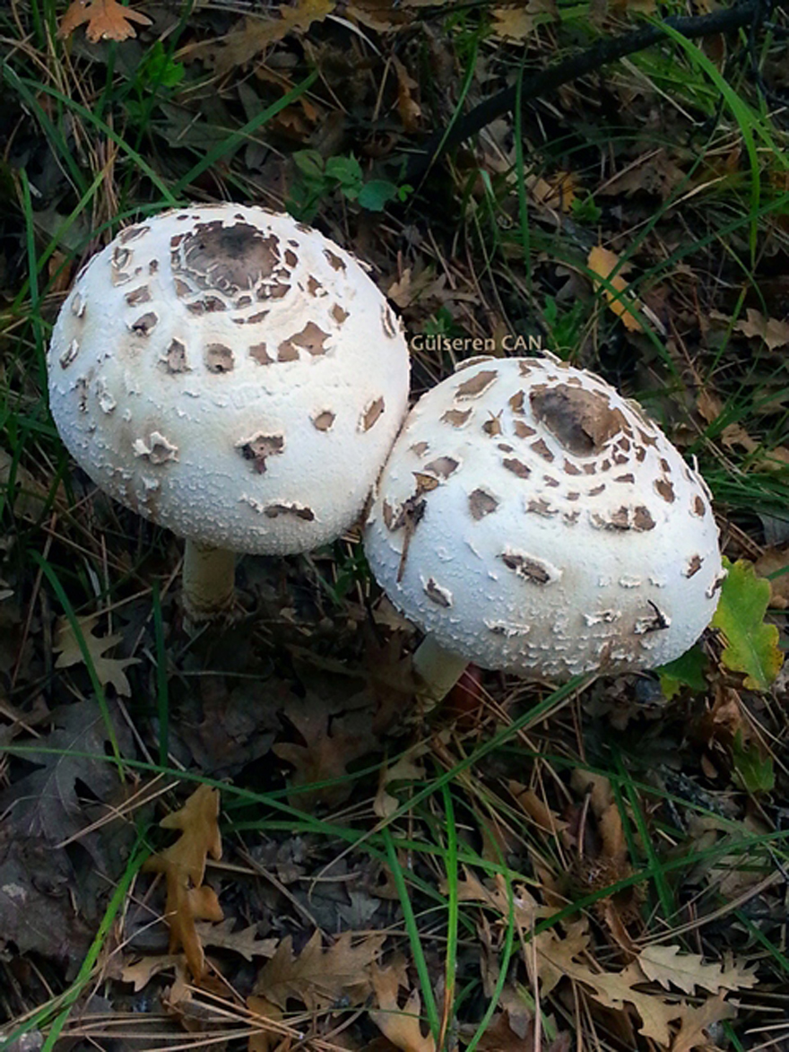 Wondermushroom_0705
