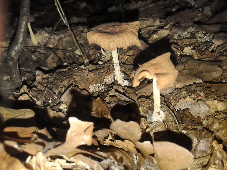 At First I Thought It Is A Leaf