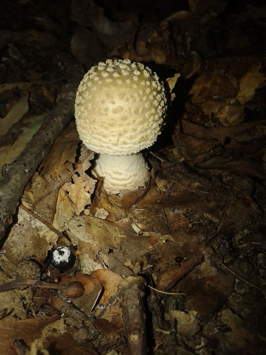 Amanita Pantherina