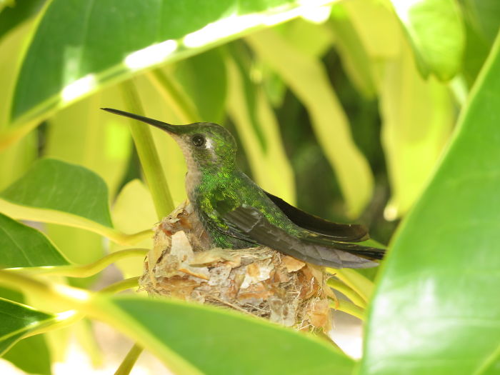 On The Nest... In Cuba