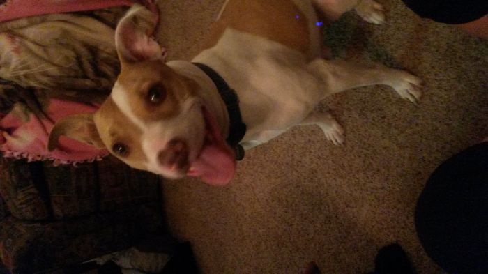 Optimus Prime The Pitbull