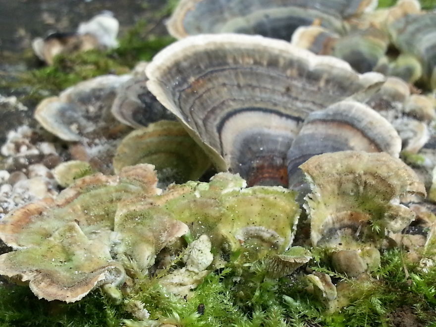 #bracket #oystershell